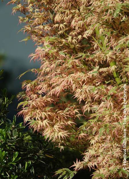 © Hortival Diffusion - Tous droits réservés