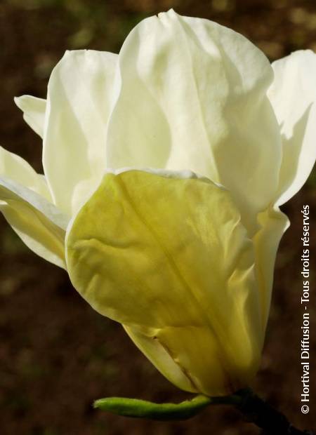 © Hortival Diffusion - Tous droits réservés