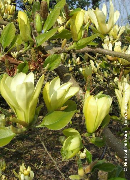 © Hortival Diffusion - Tous droits réservés