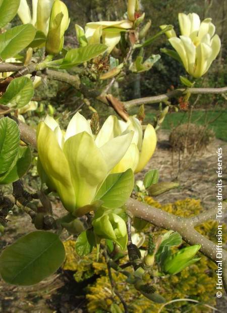 © Hortival Diffusion - Tous droits réservés