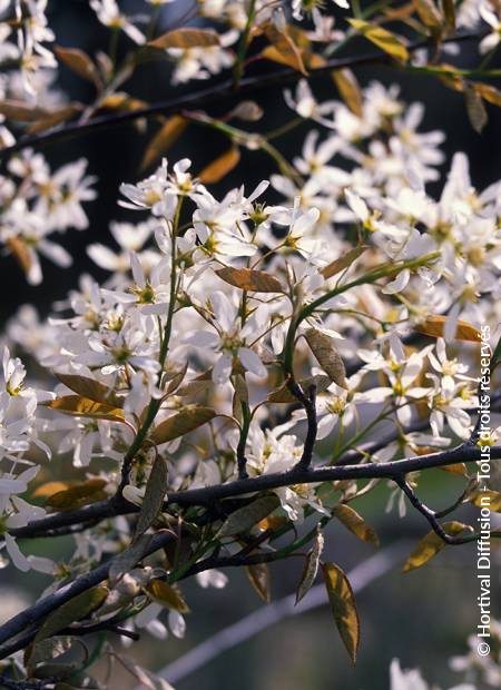 © Hortival Diffusion - Tous droits réservés