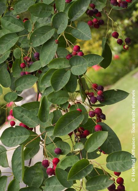 © Hortival Diffusion - Tous droits réservés