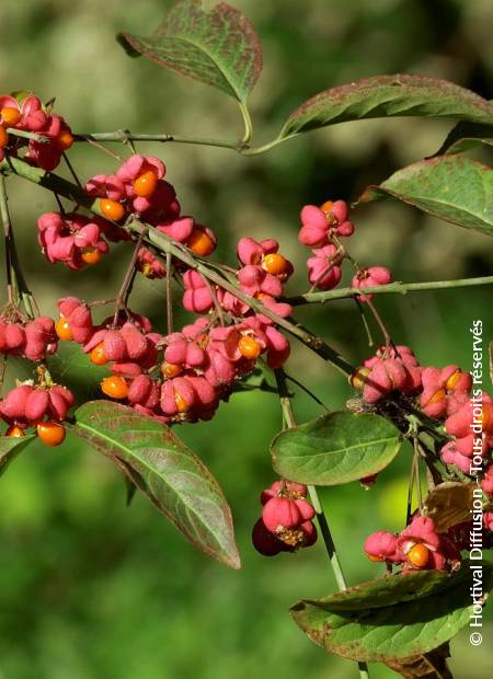 © Hortival Diffusion - Tous droits réservés