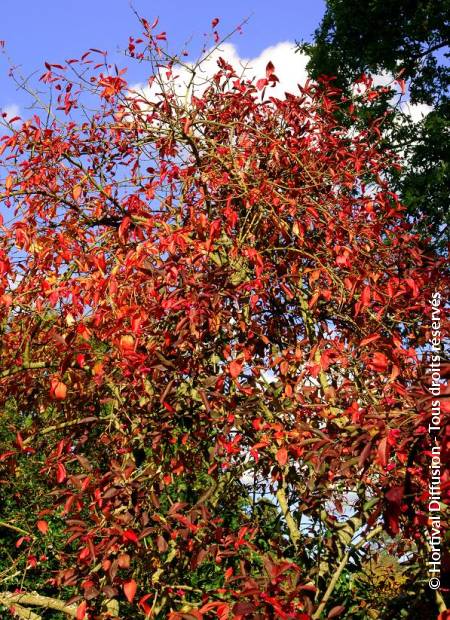 © Hortival Diffusion - Tous droits réservés