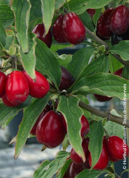 © Hortival Diffusion - Tous droits réservés