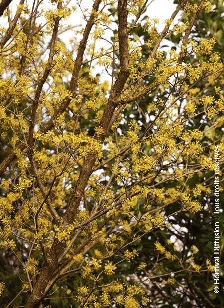 © Hortival Diffusion - Tous droits réservés