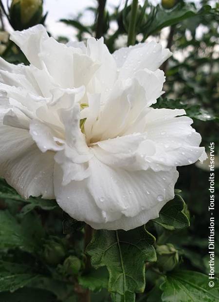 © Hortival Diffusion - Tous droits réservés