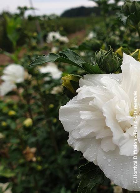 © Hortival Diffusion - Tous droits réservés