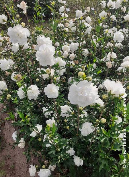 © Hortival Diffusion - Tous droits réservés