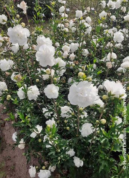 © Hortival Diffusion - Tous droits réservés