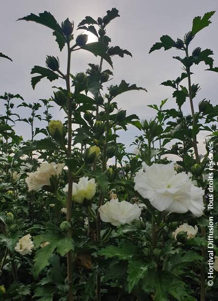 © Hortival Diffusion - Tous droits réservés