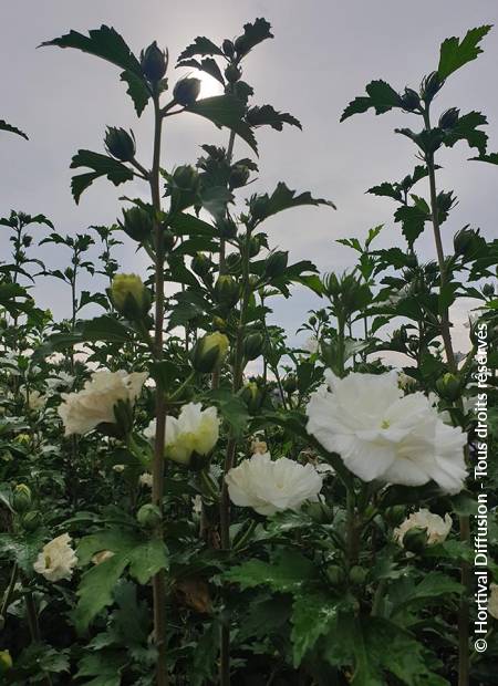 © Hortival Diffusion - Tous droits réservés