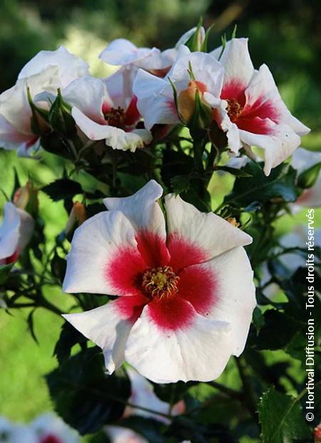 © Hortival Diffusion - Tous droits réservés