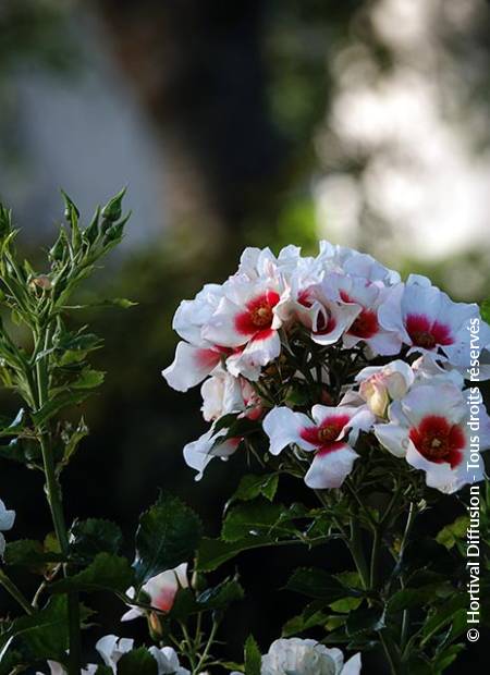 © Hortival Diffusion - Tous droits réservés