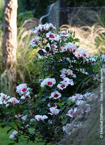 © Hortival Diffusion - Tous droits réservés