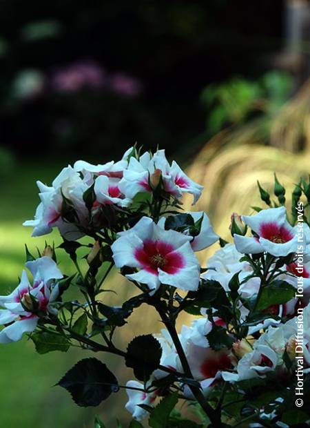 © Hortival Diffusion - Tous droits réservés