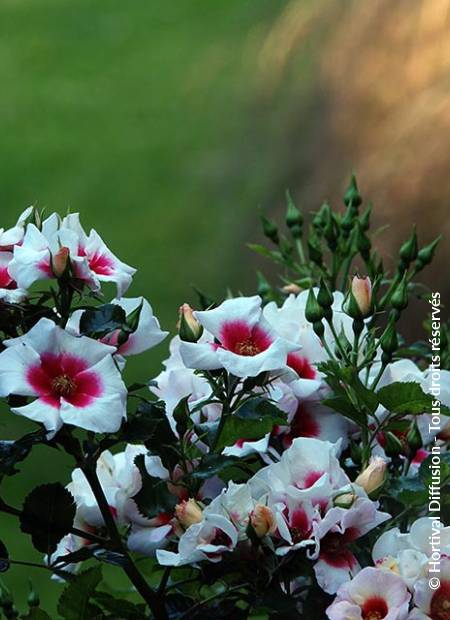 © Hortival Diffusion - Tous droits réservés