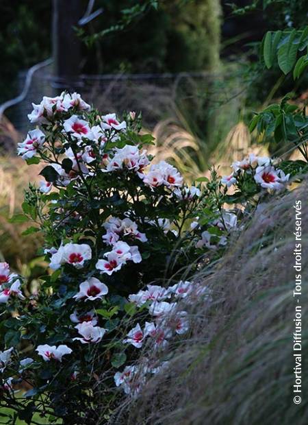 © Hortival Diffusion - Tous droits réservés
