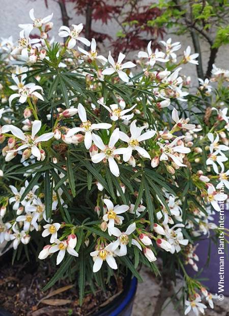 © Hortival Diffusion - Tous droits réservés