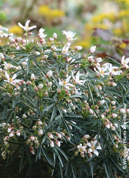 © Hortival Diffusion - Tous droits réservés