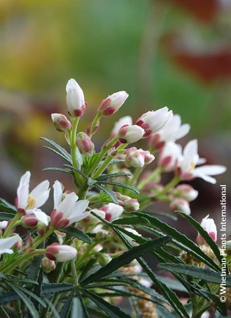 © Hortival Diffusion - Tous droits réservés