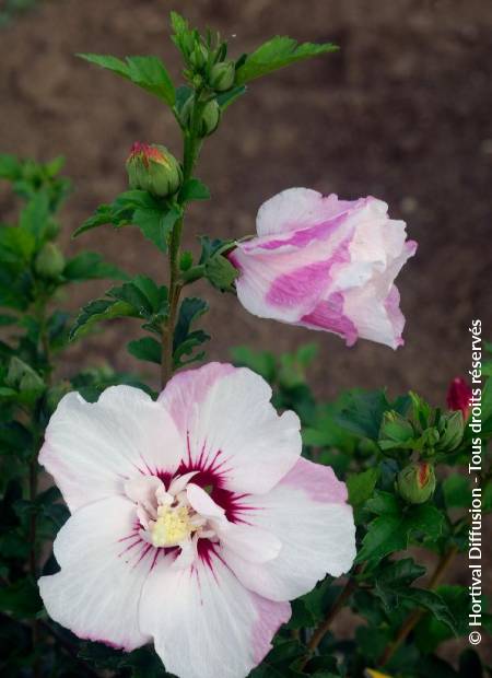 © Hortival Diffusion - Tous droits réservés