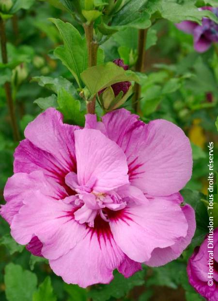 © Hortival Diffusion - Tous droits réservés