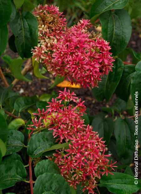 © Hortival Diffusion - Tous droits réservés