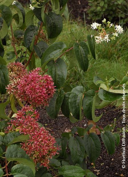 © Hortival Diffusion - Tous droits réservés