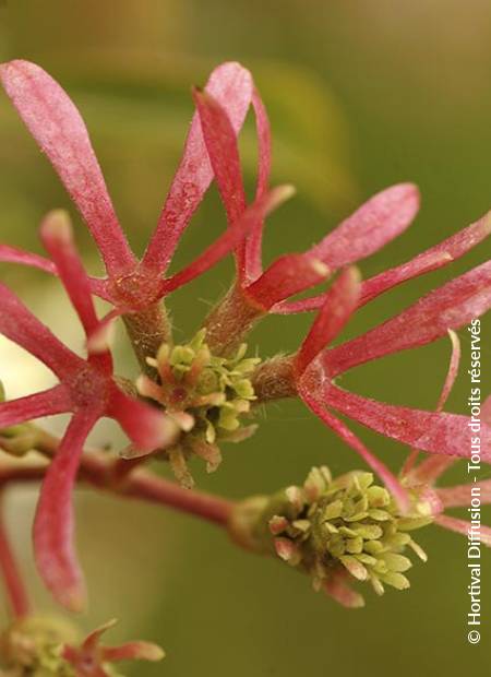 © Hortival Diffusion - Tous droits réservés