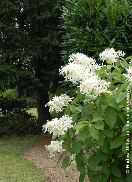 © Hortival Diffusion - Tous droits réservés