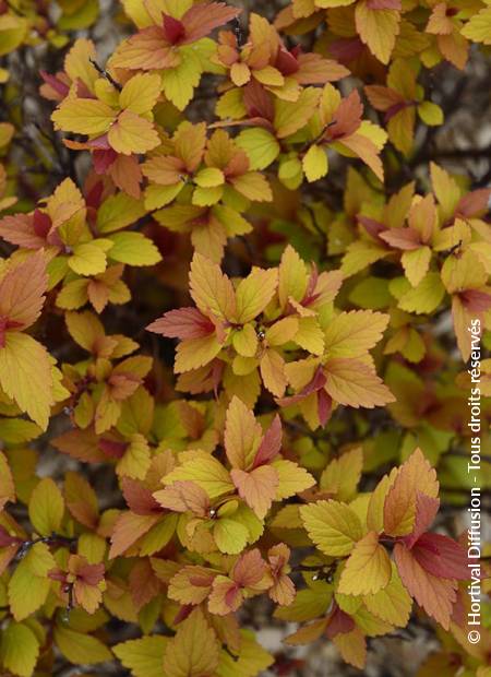 © Hortival Diffusion - Tous droits réservés