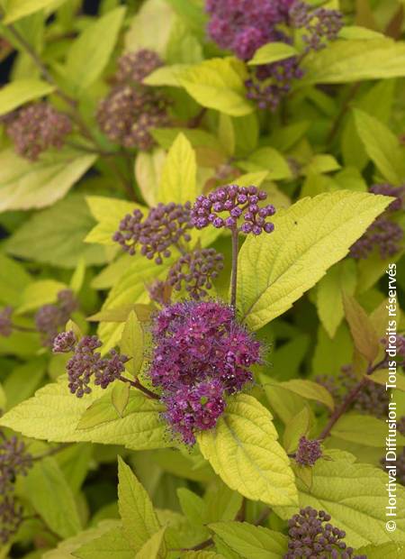 © Hortival Diffusion - Tous droits réservés