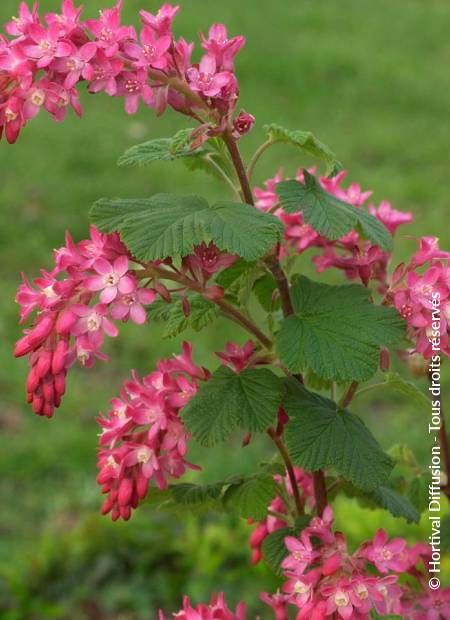 © Hortival Diffusion - Tous droits réservés