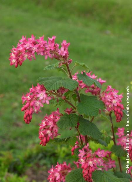 © Hortival Diffusion - Tous droits réservés