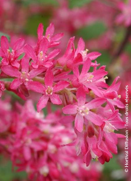 © Hortival Diffusion - Tous droits réservés