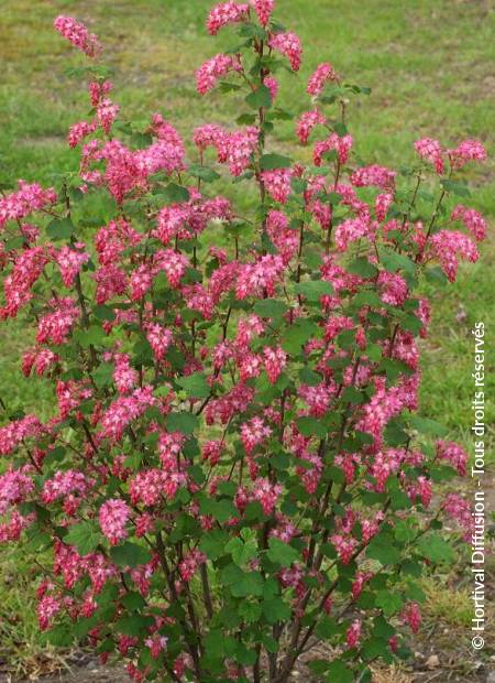 © Hortival Diffusion - Tous droits réservés