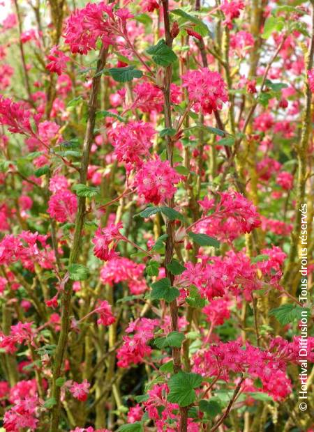 © Hortival Diffusion - Tous droits réservés