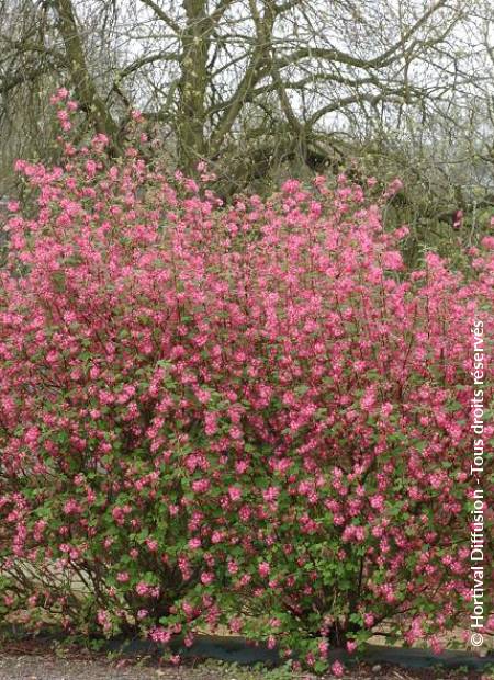 © Hortival Diffusion - Tous droits réservés