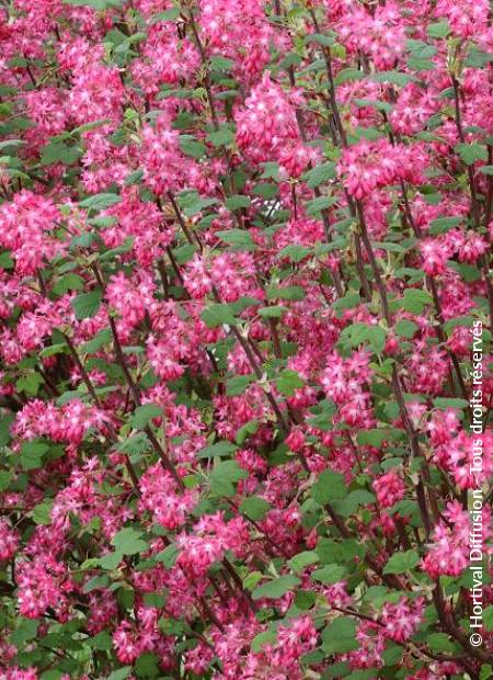 © Hortival Diffusion - Tous droits réservés