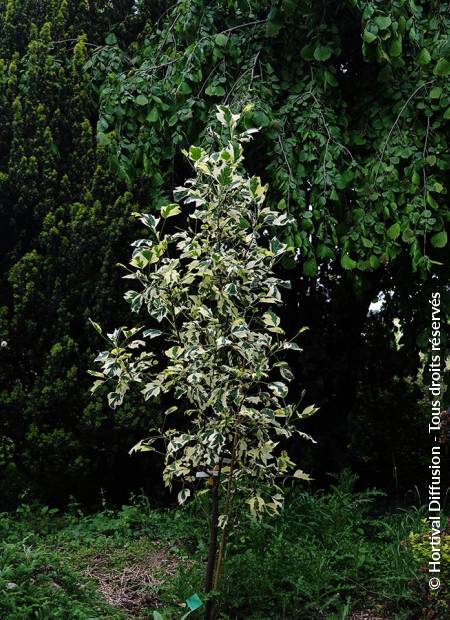 © Hortival Diffusion - Tous droits réservés