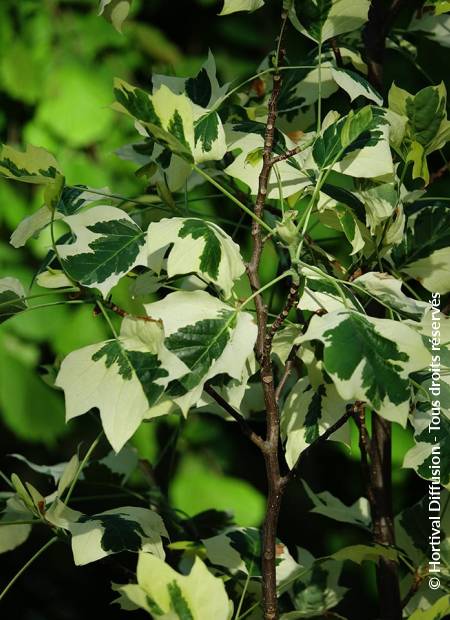 © Hortival Diffusion - Tous droits réservés