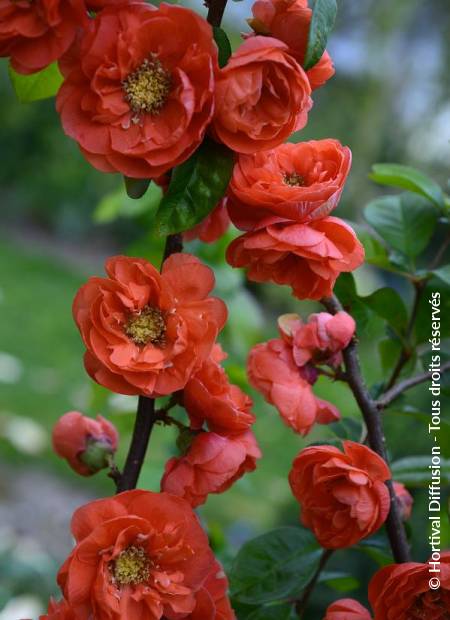 © Hortival Diffusion - Tous droits réservés