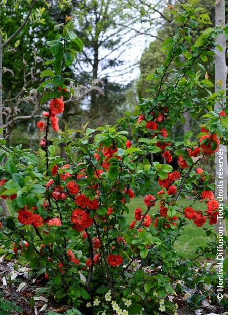 © Hortival Diffusion - Tous droits réservés