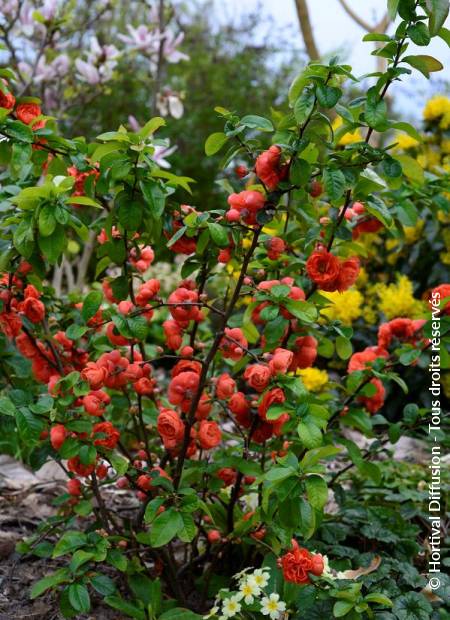 © Hortival Diffusion - Tous droits réservés