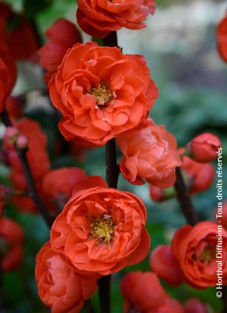 © Hortival Diffusion - Tous droits réservés