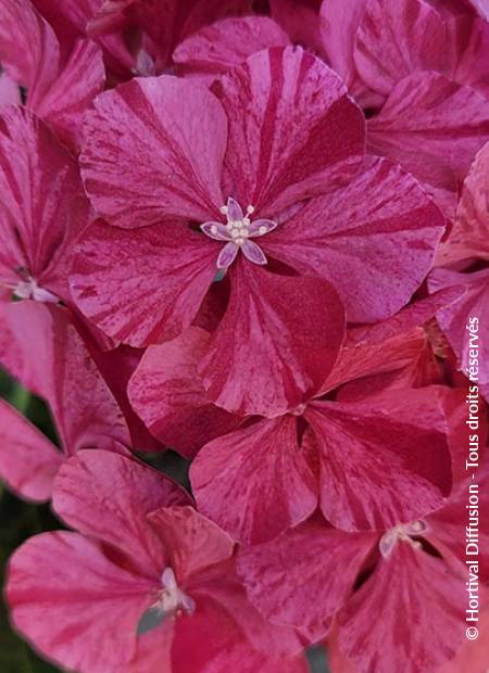 © Hortival Diffusion - Tous droits réservés