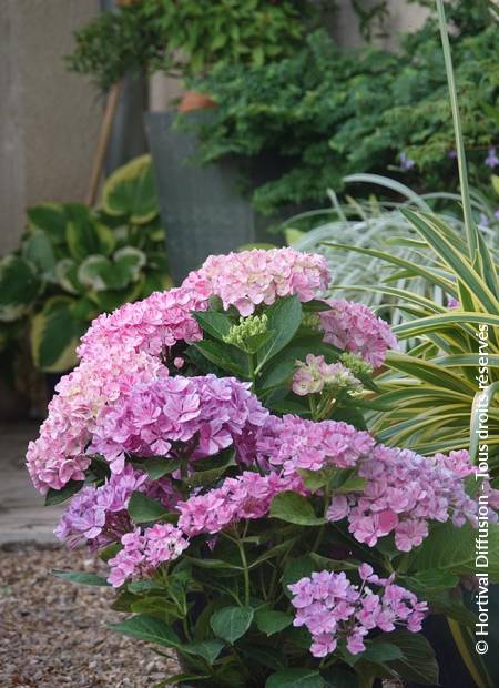 © Hortival Diffusion - Tous droits réservés