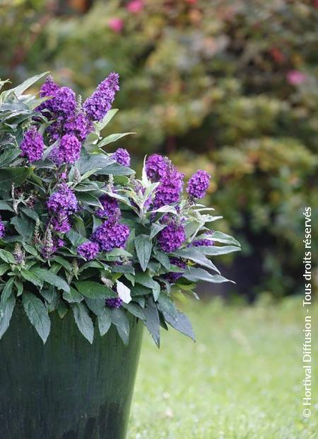 © Hortival Diffusion - Tous droits réservés