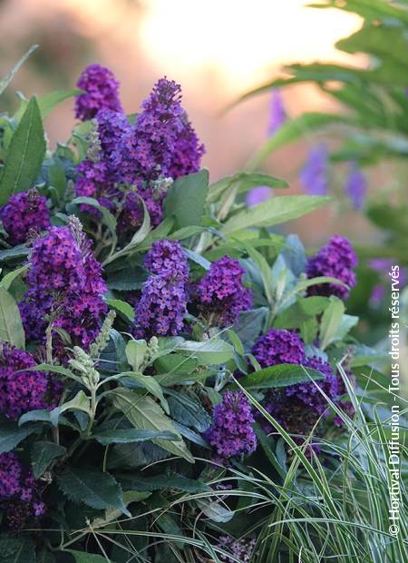 © Hortival Diffusion - Tous droits réservés